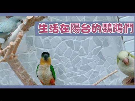 工作不順 風水 陽台養鳥風水